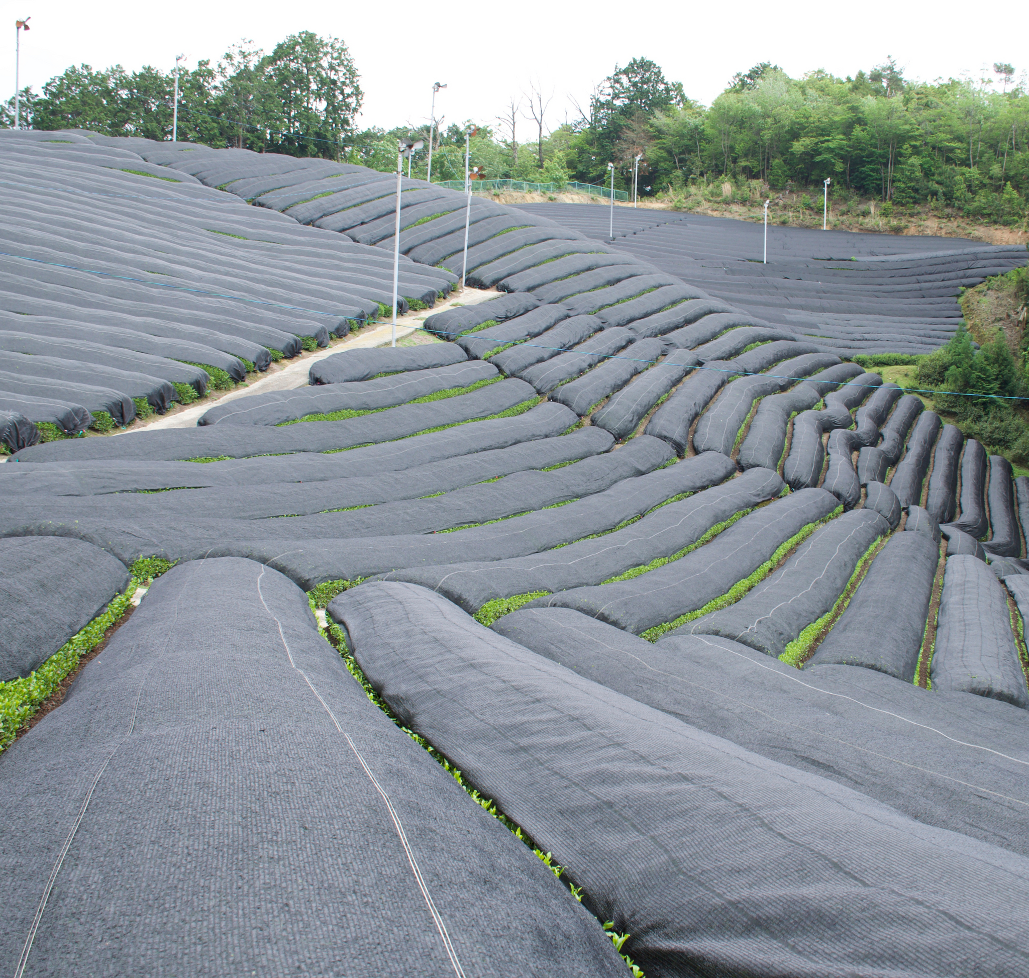 Topkapi-En Niwayama | Kyoto's Uji Matcha | TOPKAPI GROUP PRODUCTS